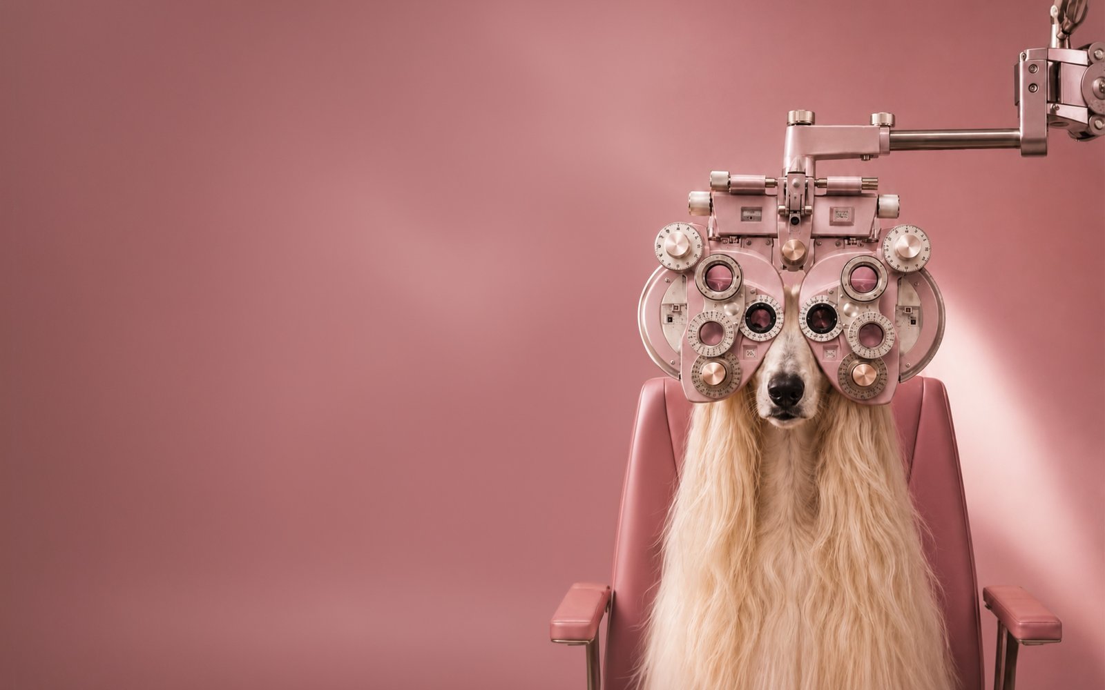 Perro afgano frente a un foróptero en un universo monocromático rosa